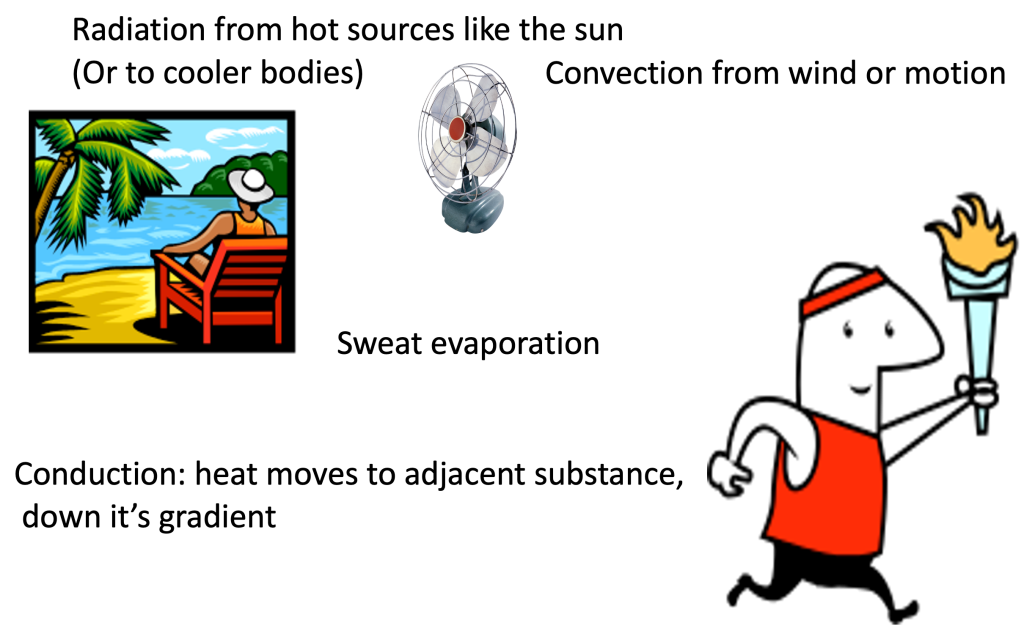 This cartoon depicts the mechanisms for heat loss from the body: sweat evaporation, radiation to cooler bodies and convection from wind or motion.