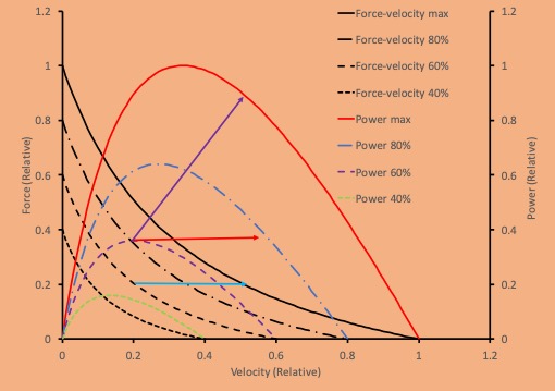 This graph shows the hyperbolic force-velocity relationship and the dome-shaped power velocity relationship, for motor unit recruitment. Four levels of recruitment are shown. A dotted line shows the lowest level of recruitment, with a hyperbolic curve beginning at 0.4 of maximum isometric force, curving down and intersecting the x axis at 0.4 max velocity. The corresponding power-velocity relationship rises from zero velocity to a peak at about 0.15 of max velocity, then falls to zero at 0.4 of max velocity. The second recruitment has a force-velocity relationship that intersects the y axis at 0.5 of maximal isometric force curves downward, then extends to a maximal velocity at 0.5. The corresponding power curve reaches a peak power at 0.2 of max velocity, that is double that of the lower level of recruitment, then falls. The third level of recruitment has a maximal isometric force of 0.8 and curves down to intersect the x axis at 0.8. The corresponding power curve reaches a peak power at about .25 of max velocity before curving down towards the y axis. With maximal activation, isometric force is 1.0 and curves down, passing points 0.6 of max force at 0.2 of max velocity and 0.2 of max force at .6 of max velocity. The corresponding max power curve rises to a peak at 0.35 of max velocity, then falls to zero power at Vmax. There are also three arrows on the graph. A blue arrow shows the impact of recruiting from the second force-velocity line (intersecting 0.6 of max isometric force and allowing a velocity of 0.2 of max) to max recruitment without changing the force (velocity would increase to nearly 0.6 of max) power output would follow the purple line; power output would be 0.9 of max. Alternatively, to increase velocity from 0.2 to 0.6 without changing force, you would have to recruit 80% of the muscle.