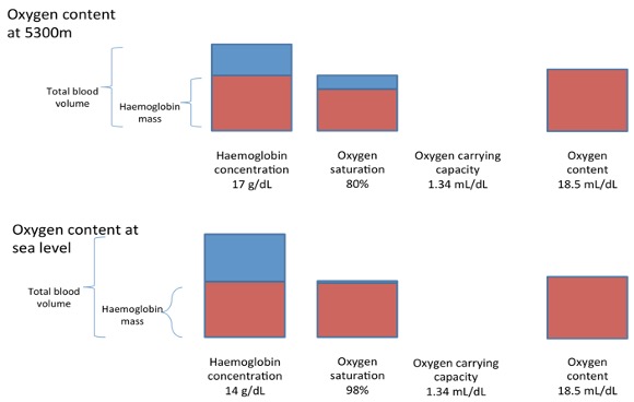 This image illustrates the impact of altitude on the haemoglobin and oxygen saturation. The top row relates to 5300 m altitude and the lower row relates to sea level. On the left, each bar is divided into haemoglobin and plasma. At sea level, haemoglobin is 14 g/dL and at altitude it is 17 g/dL. The higher Hb content results in a smaller volume of plasma. The second column relates oxgyen saturation, which is 98% at sea level and 80% at altitude. The next column has only text, saying that for sea level, the oxygen carrying capacity is 1.34 mL/dL and at altitude it is 1.34 ml/dL. Oxygen content at sea level, shown inthe final columns on the right show 18.5 mL/dL both at sea level and at altitude. The increased Hb content at altitude compensates for the decreased % saturation.