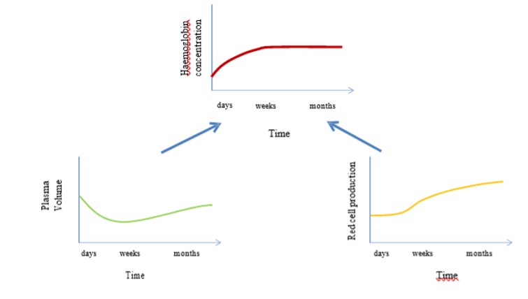 Three small graphs are shown to illustrate the changes over time (days, weeks and months) for haemoglobin, plasma volume and red cell production. At the top in the middle, the graph shows that Hb concentration increases over days, then stays constant. On the lower left, the graph shows plasma volume decreases over days, then increases for weeks and months. On the lower right, red cell production is shown to be constant for days, but increases rapidly over weeks, then more slowly over months. The initial increase in haemoglobin concentration of the blood is due to plasma volume loss. Subsequently, the Hb concentration is maintained by increased production in spite of the increase in plasma volume.