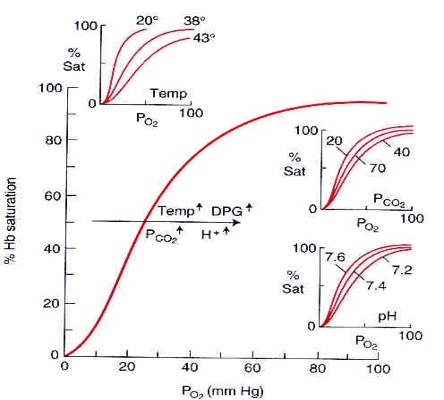 This figure has one large graph, the sigmoidal Oxygen saturation graph and 3 small graphs illustrating the impact of changes in temperature, PCO2 and pH on the position of the curve. The control curve, which relates to 37 degrees, PCO2 40 mmHg and pH 7.2, shows Hb saturation rising slowly at first, then more quickly reaching >80% saturated by 60 mm Hg, then a slow increase to 98% saturated at 80 mm Hg. Shifts of the curve to the right occur with increased temperature, increased PCO2 and decreased pH. Diphosphoglycerate also shifts the curve to the right. Leftward shifts of the curve relate to the opposite changes of these variables.