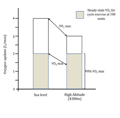 This histogram shows oxygen uptake for cycling at 100 watts (about 2 L/min) and maximal oxygen uptake (about 4 L/min) at sea level on the left and at 4300 m altitude on the right. Maximal oxygen uptake decreases to 3 L/min, but the oxygen needed to cycle at 200 watts is not changed. At sea level, this person can cycle at 100 watts, using 50% of their maximal oxgyen uptake. At latitude, the same oxygen requirement represents 67% of max.