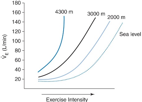 This graph shows the ventilation response to an incremental exercise task. the line to the far right shows the sea level response; ventilation barely increases at the very low intenstities, but increases exponentially after this, reaching values above 120 L/min at very high intensity (i.e. close to maximal oxygen uptake). There are three more lines o the graph, each a little further to the left (more ventiilation earlier in the exercise intensity range). These represent 200 m, 3000 m and 4300 m. From this graph, it would appear that maximal ventilation would be needed to exercise at less than 50 % of sea level maximal oxygen uptake when you are at 4300 m.