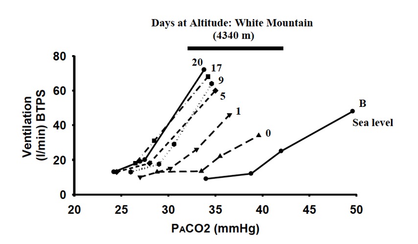 This figure is a graph with ventilation in litres per min (BTPS) on the y axis and partial pressure of carbon dioxide in mm Hg on the x axis. Several lines are on the graph, representing different duration of stay at altitude. To the far right with PCO<sub>2</sub>increasing from 34 mm Hg to 50 mm Hg ventilation increases from 5 l/min to 45 l/min. Increasing carbon dioxide results in increased ventilation. A little to the left of this is the response to CO2 on first moving to altitude (4340 m). Here, ventilation increases from 8 l/min at 27 mm HG to 42 l/min at 36 mm Hg. One day later, ventilation rises with more sensitivity to CO<sub>2</sub>; ventilation increases from 8 l/min to 42 l/min. After 5 days, ventilation increases from 11 l/min to 58 l/min when CO<sub>2</sub> is increased from 26 mm Hg to 35 mm Hg. This progression occurs after 9, and 17 days at altitude until after 20 days, ventilation increases from 12 l/min at PCO<sub>2</sub> = 24 mm Hg to 70 l/min with a PCO<sub>2</sub> of 34 mm Hg.