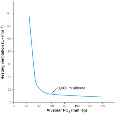 This graph of resting ventilation vs Alveolar PO2 shows that as PO2 decreases, ventilation increases, but the response is mild, incrasing from 10 to 15 L/min, until alveolar PO2 falls below 50 mm Hg where there is an accelerated response, increasing to 20 L/min at about 38 mm Hg and 100 L/min at 25 mm Hg.