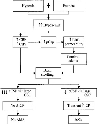 see figure caption for a description. This figure uses a series of boxes to illustrate the changes that result in acute mountain sickness. The top two boxes represent hypoxia and exercise. This combination results in increased hypoxemia (the box below the first two). An arrow from this box goes to a box on the left in the next row of boxes, this one showing increased cerebral blood flow and increase cerebral blood volume. Two arrows exit this box, one to the right to a box indicating increased capillary permeability and one downward to a box indicating increased brain swelling. The box illustrating increased capillary permeability has an arrow to increased blood brain barrier permeability. From here, there is an arrow downwards to a box labeled cerebral edema. Cerebral edema is accumulation of fluid between the cells of the brain. This box has an arrow to brain swelling, indicating this is simply an alternative pathway to this consequence. Brain swelling has two consequences, illustrated by an arrow to the left and another to the right. On the left are 3 boxes, one of the other. The top one says "large" decrease in