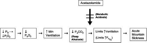 This diagram shows a series of blocks illustrating the sequence of events leading to acute mountain sickness.