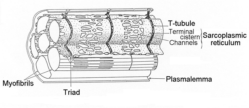 This figure illustrates some of the important structural aspects of a muscle fibre. It is a cutaway drawing that shows 3-dimensional structure. On the left, top and bottom, you can see the plasmalemma, but is is obscured by the myofibrils or tubelike structures that contain the myofilaments of the sarcomere. The transverse tubules open to the plasmalemma at the top and encircle the myofibrils near the A-I junction of the myofibrils. The myofibrils are also wrapped in a fenestrated sarcoplasmic reticulum. At the cut edge of the sarcoplasmic reticulum, you can see the triad where the terminal cisterns come close to the transverse tubule.