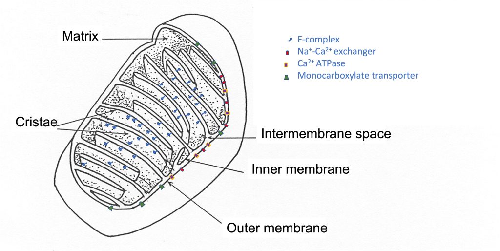 A cutaway diagram of a mitochondrion is shown. Here, the organelle is depicted like a jelly bean (though this is in violation of the notion tht mitochondria exist as a reticulum in skeletal muscle). Part of the mitochondrial membrane is cut away revealing an internal membrane that is folded back and forth through the interior. There is a clear gap between the outer membrane and the internal membrane called the intermembrane space. Both membranes have proteins imbedded in them. The F-complex, where ATP is generated is distributed along the internal membrane. In the outer membrane there are transporters: Na+-Ca2+ exchanger, Ca2+ ATPase and monocarboxylate transporter among others.