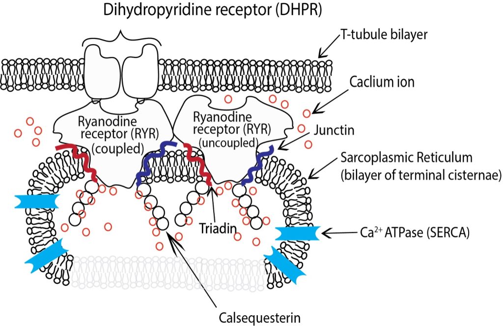 This drawing shows a small segment of transverse tubule membrane with a dihydropyridine receptor (DHPR) embedded in it. The DHPR is direclty connected to one ryanodine receptor with an adjacent ryanodine receptor that is not connected to a DHPR. The ryanodine receptors are embedded in the membrane of the terminal cisternae of the sarcoplasmic reticulum, and have several proteins associated with them: junctin, triading and calsequestrin. Ca2+ ATPase is also embedded in the membrane of the sarcoplasmic reticulum. Calcium ions are show free in the sarcoplasmic reticulum, bound to calsequestrin and free in the myoplasm. All membranes are drawn as lipid bilayers where individual lipid molecules are shown as two tails attached to a globular component.