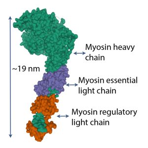 A colourful model of the myosin head is illustrated here, shaped like a golf club with a long stem or tail region and a thick globular end. The entire molecule is 19 nm in length. Different colours are used to show the different regions: Myosin heavy chain, which includes the globular end and a narrow stem, that is hard to see because a purple myosin essential light chain (shown in purple) is attached in the midrange part of the tail region, and a myosin regulatory light chain is shown (orange) closer to the end of the tail region.