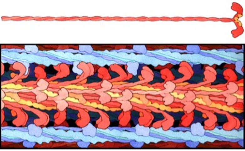 This is a very colourful picture of the thick and thin filaments and how they are tightly packed into the sarcomere. Thin filaments are stretched across the top and bottom of the main image. Two ligh blue strands are wrapped in a helix format, with a thinner dark blue tropomyosin lying along the groove. A globular troponin complex is located periodically along the tropomyosin strands. The thick filament in the middle has myosin heads protruding from it. A single myosin molecule is shown at the top. It has a long twisted strand leading to a pair of myosin heads. It kind of looks like a lamp post on its side. The inclusion of myosin heads in the portion of the sarcomere illustrated reveals that there is not much open space in the sarcomere.