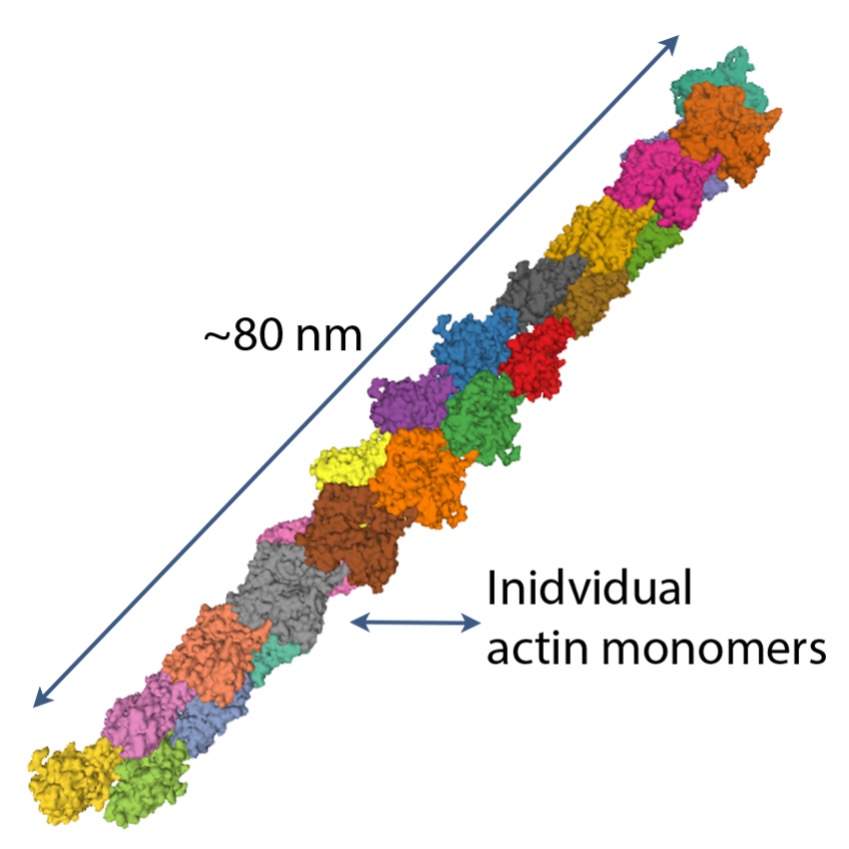 A segment of the actin helix about 80 nm long is illustrated with individual actin monomers presented in different colours for clarification. The two strands of actin are wound around each other.