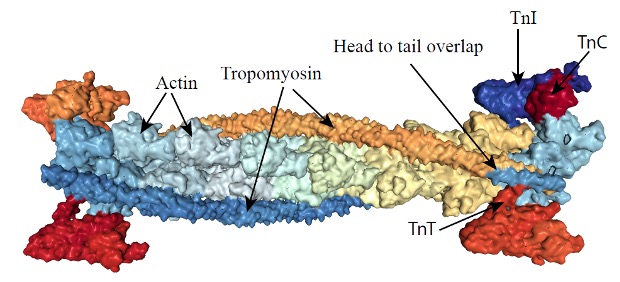 A short segment of the thin filament is shown, corresponding to the distance from one troponin molecule to the next one. Tropomyosin is shown as an strand winding between tropomyosin units, each of which is composed of troponin I, troponin C and troponin T. It is apparent that there are two tropomyosin molecules at any position along the length of the thin filament, corresponding to the two strands of actin molecules.