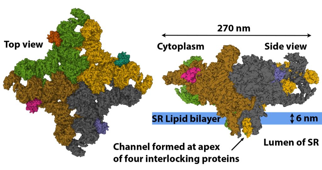 Two views of the ryanodine receptor are shown. On the left is the top view. You are looking down at the receptor from the surface. The molecule is made up of 4 units that combine, like a puzzle in such a way that there is a regulated pore in the middle. On the right is a side view of the ryanodine receptor. It is broad across the top and comes to a point in the bottom where is inserts into the membrane of the sarcoplasmic reticulum as shown by a blue horizontal band. The distance across the top surface of the channel is 270 nm.