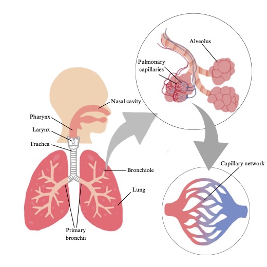 This diagram shows a 3-part image of the gross and fine anatomy of the pulmonary system. The first diagram shows a head, trachea, bronchi and lungs with branching airways. An expanded view of the structure of a terminal bronchiole with 3 clusters of alveolae illustrates the detailed structure of blood vessels; arterioles branching to capillaries which coalesce to form venules and veins. Another expanded view of the capillay network shows one arteriole branching to several capillaires, which turn from red to blue indicating loss of oxygen. The blue capillaries converge to one venule.