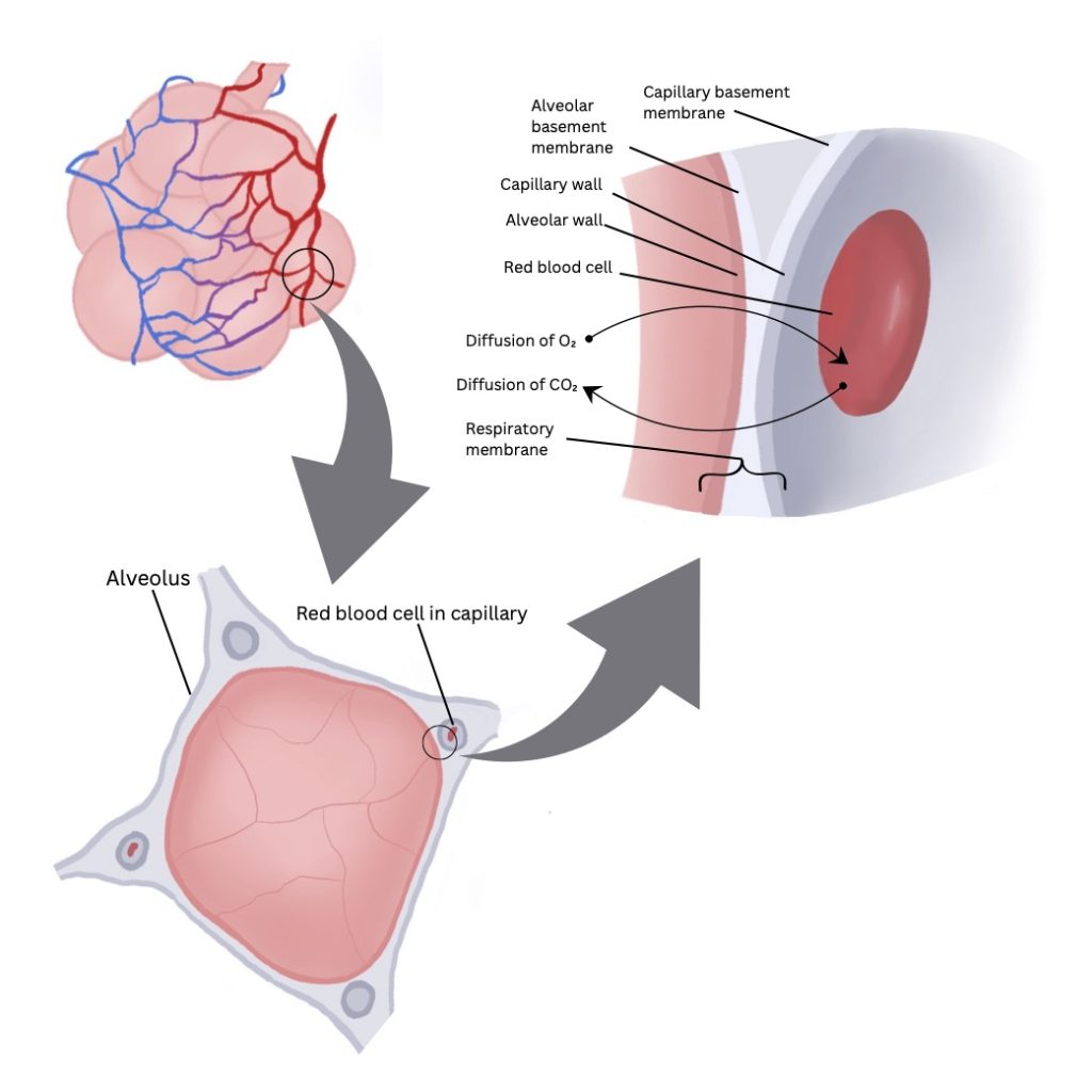 This figure presents 3 parts. Part 1 is a cluster of alveolae with blood vessels over the surface. The second image shows a single alveolus, surrounded by connective tissue with capillaries in cross-section. The third image is an expanded view of the interface of a single capillary with the alveolus. Several parts are labled in this image. There is a red cell in the capillary. Carbon dioxide released from the red cell must pass through the respiratory membrane: capillary endothelial cell, basement membranes, and interstitial space and alveolar wall. Similarly, oxygen must pass through this barrier in the opposite direction.