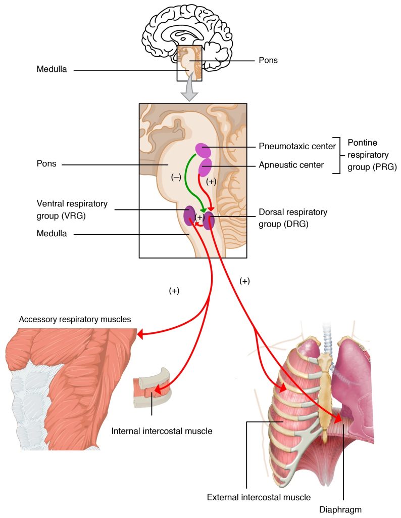 This image shows a small diagram of the brain cut along the midsagital plane, a box is drawn around the medulla and pons in the brainstem. This area is expanded below the brain to show the location of four regulatory centres: pneumotaxic centre near the top an dorsal part of the pons; apneustic centre just below the pneumotaxic centre; ventilatory respiratory group below the pons, in the ventral medulla region and the dorsal respiratory group just dorsal to the VRG. A green arrow goes from the pneumotaxic centre to the DRG and a red arrow from the apneustic centre to the DRG. A small red arrow connects the DRG to the VRG. The DRG is also connected to the inspiratory muscles, the diaphragm and external intercostals, drawn on a rib cage below the cross-section of the pons and medulla. Arrows also connect the VRG to accessroy ventilatory muscles and the internal intercostals that when activated assist exhalation.