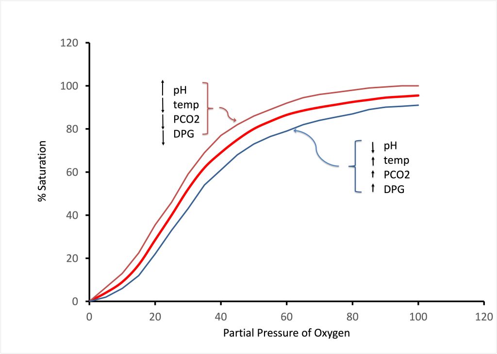 This graph shows the relationship between % saturation of haemoglobin with oxygen as partial pressure of oxygen increases. The graph begins at zero % saturation at PO2 of zero, and increases with a sigmoidal shape as PO2 increases. At 20 mm Hg, % saturation is 20%. At 50 mm Hg, % saturation is 80 %, then saturation slowly increases to close to 100 % as PO2 increases further to 100 mm Hg. Two additional lines are presented, one above the control line and one below; these should be interpreted as right and left shifted as a consequence of changes in pH, temperature, Partial pressure of CO2 and changes in concentration of diphosphoglycerate (DPG). In the tissues during exercise, these changes (decrease in pH, increase in temperature, increase in PCO2 and increase in DPG) result in improved delivery of oxygen. In the lungs, the opposite changes occur:increase in pH, decrease in temperature, decrease in PCO2 and decrease in diphosphoglycerate concentration.