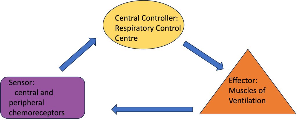 This image has a rectangle, representing sensors, an oval representing a controller and a triangle representing effectors all connected by arrows indicating direction of events. The sensors of the ventilatory system includes central and peripheral chemoreceptors. The central controller is the respiratory control centre in the pons and medulla. The effector is collectively the muscles of ventilation. These can be activated or derecruited to alter the ventilation on a breath by breath basis.