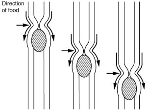 Three illustrations showing peristalsis, the sequential, alternating waves of contraction and relaxation of the alimentary wall smooth muscles