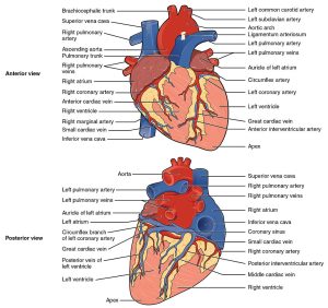 Labelled illustration showing the anterior and posterior view of the surface antomy of the heart