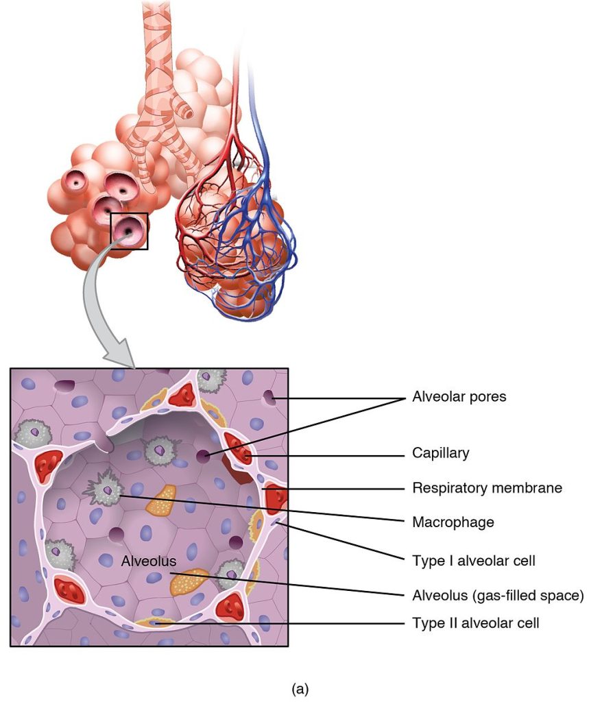 5.2 The Respiratory System – The Language of Medical Terminology II