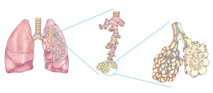 Detailed illustration of a lung