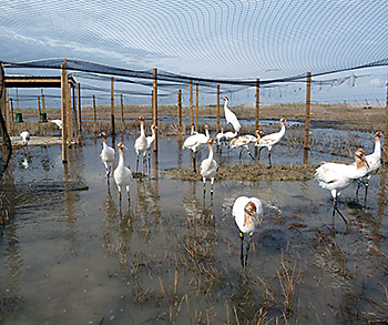 Photo of whooping cranes