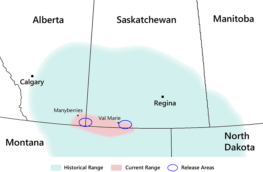 Swift fox range