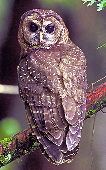 Owl photo