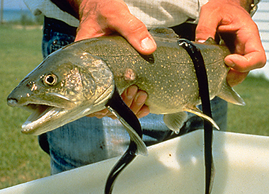 Lamprey photo