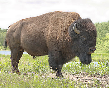 Photo of a bison