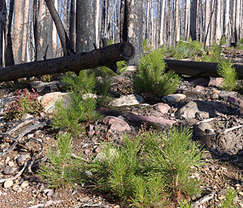 Photo of regenerating forest