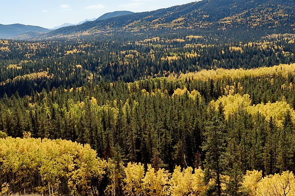 Photo of mixedwood forest