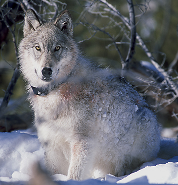 Photo of a wolf.