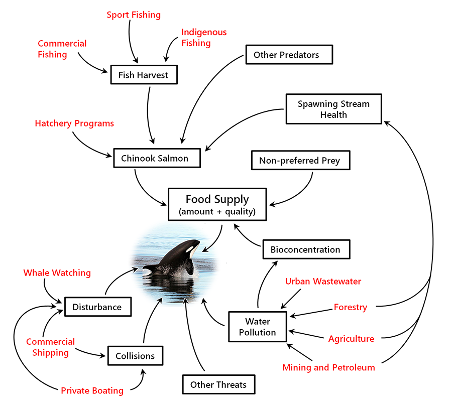 Impact diagram for killer whales