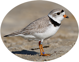 Photo of plover