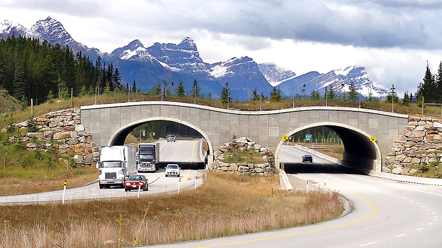 Photo of wildlife crossing