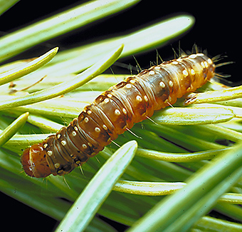 Photo of spruce budworm