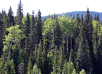 Photo of mixedwood forest.