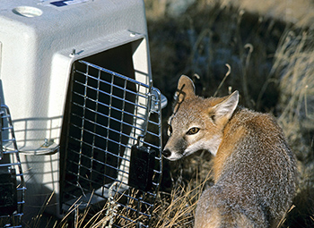 Photo of a swift fox