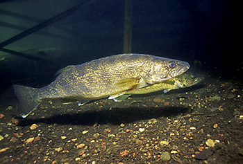 Photo of a walleye