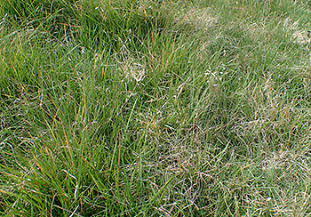 Photo of buffalograss