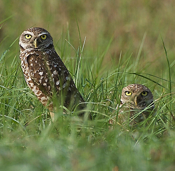 Photo of burrowing owl