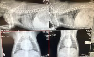 Xray of a dog with an enlarged heart