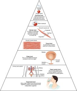 levels of organization of the body presented in a pyramid diagram