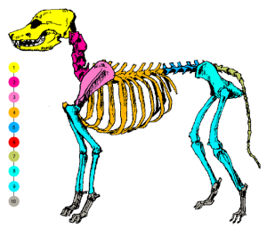 Skeleton of dog