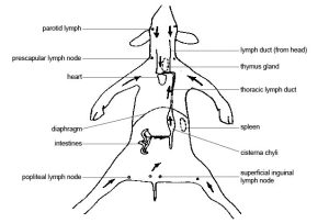 Labelled diagram illustrating the lymph system in a dog, including circulation of lymph and major lymph nodes
