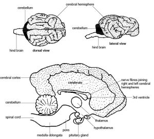 Detailed diagram showing dorsal view, lateral view and cross section and labeled components of a dog's brain